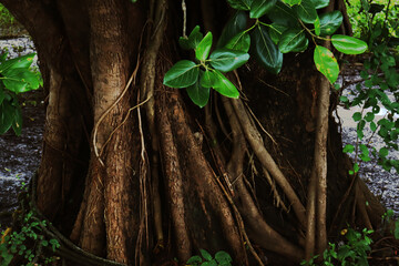 Ficus benghalensis tree in Forest