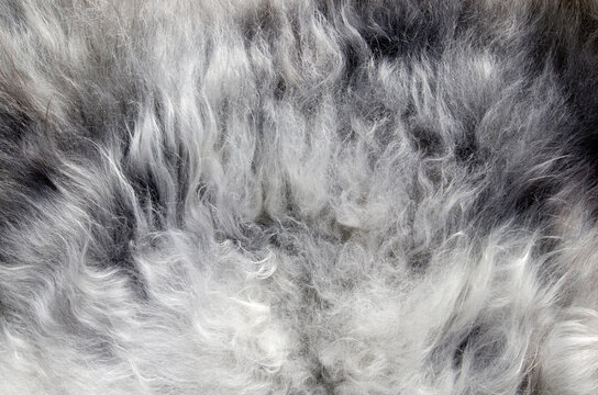 Abstract fur background