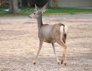 Deer in winter snow outdoors.