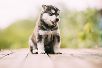 Four-week-old Husky Puppy Of White-gray-black Color Sitting On Wooden Floor And Showing Tongue