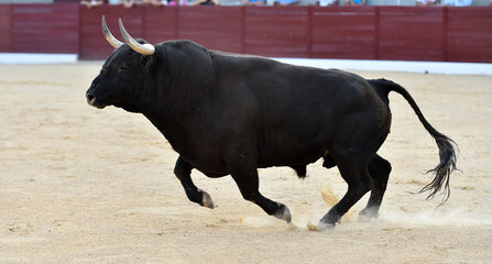 cabeza de toro