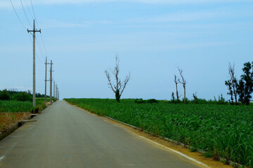 Fototapeta na wymiar Roads, Sky and Fields in Okinawa, Japan
