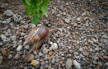 snail on the sand