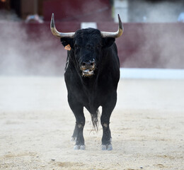toro bravo español en una plaza de toros