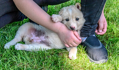 White playful puppy