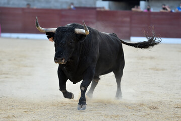 toro bravo español en una plaza de toros durante un espectaculo taurino