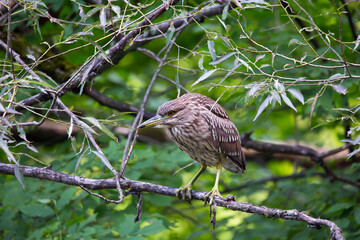 Side view of juvenile black-crowned night heron perched in tree waiting to ambush a prey during an...