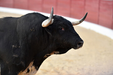 cabeza de toro