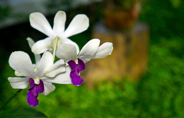 Purple and white orchid, Rio, Brazil