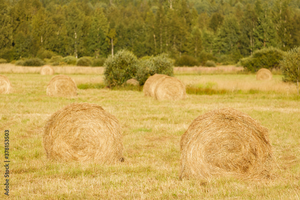 Poster rolls of hay on an agricultural field in autumn. horizontal frame