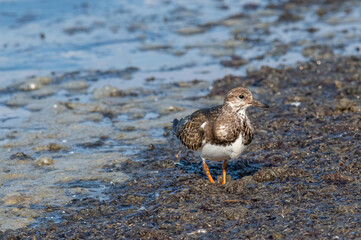 Foraging Ruddy turnstone wading bird Arenaria interpres along the shoreline