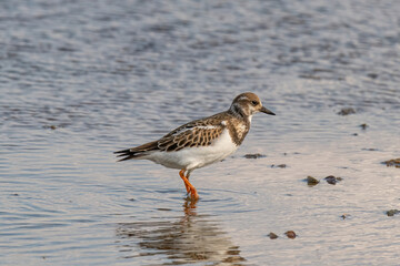Foraging Ruddy turnstone wading bird Arenaria interpres along the shoreline