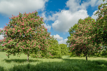  Kastanienblüte	