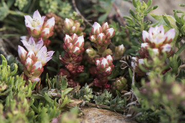 Sedum candollei succulent plant with red stems and leaves and cactus look with beautiful white flowers and pink white stamens with black pollen sacs