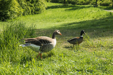 Graugans  und Stockente