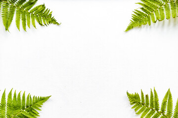 Fototapeta na wymiar A few fern leaves on a white background. Green fern branches. copy space, an empty space for inserting text.