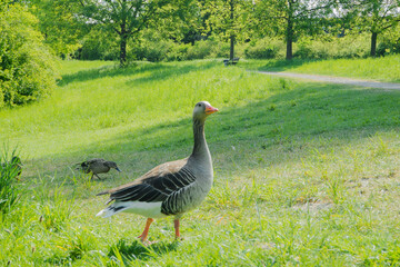 Graugans und Stockente
