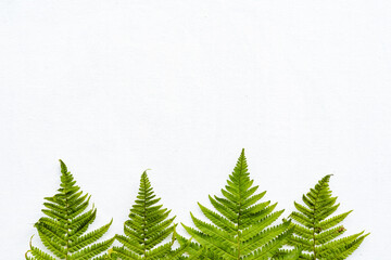 A few fern leaves on a white background. Green fern branches. copy space, an empty space for inserting text.