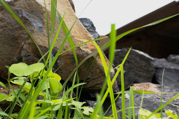 stone is surrounded with grass 