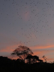 Dancing swallows.