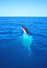 Buckelwal Wal taucht aus klarem Wasser auf