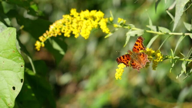 Polygonia butterfly eats nectar on a yellow flower.