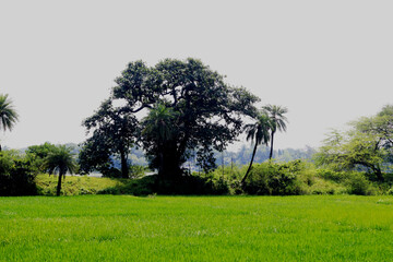 Obraz premium At the Border of Farm beautiful trees are stands and shows the growth of paddy fields