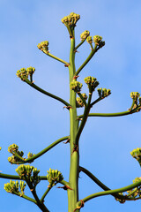 agave americana