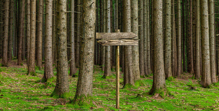 Altes Holzschild im Wald