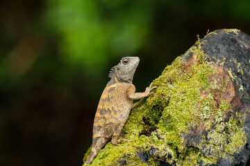 lizard on a tree