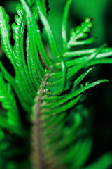 Ostrich, fiddlehead or shuttlecock fern ornamental leaves through the summer sunlight.