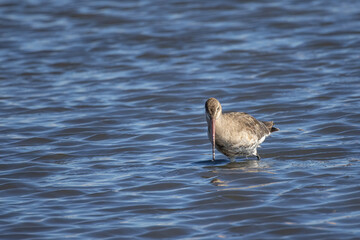 Black Tailed Godwit (Limosa limosa) in Danube Delta