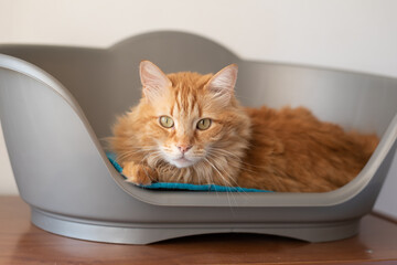 Cute ginger cat looks at camera laid in pet bed. White moustache hairs and powerful glance of green eyes. Copy space available