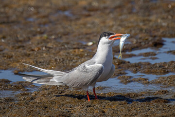 Common tern (sterna hirundo) in Danube Delta Romania. Wildlife in natural habitat