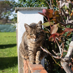 Naklejka na ściany i meble Tabby cat on wall at sun and blurred bush leaves and green grass. Summer sunlight in afternoon. Square cropped with copy space