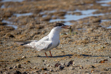 Common tern (sterna hirundo) in Danube Delta Romania. Wildlife in natural habitat