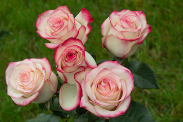 White roses on a green garden background. Mother's day card. Women's Day. Summer card with flowers. Happy Birthday