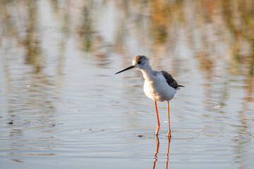 The black-winged stilt (Himantopus himantopus) bird on salt lake