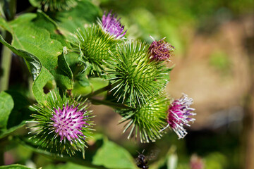 Greater burdock or edible burdock flowers (Arctium lappa)