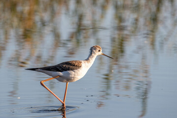 The black-winged stilt (Himantopus himantopus) bird on salt lake