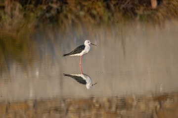 The black-winged stilt (Himantopus himantopus) bird on salt lake