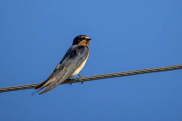 Barn swallow (Hirundo rustica) sitting on a wire