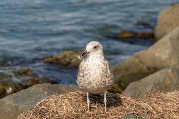 Detailed portrait of  Juvenile Yellow-legged gull (larus michahellis)