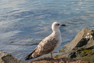Detailed portrait of  Juvenile Yellow-legged gull (larus michahellis)