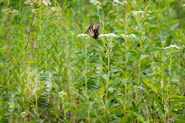 Yellow Swallowtail Butterfly feeding on Queen Anne's Lace at park in Acworth Georgia.
