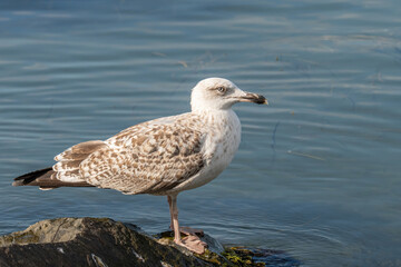 Detailed portrait of  Juvenile Yellow-legged gull (larus michahellis)