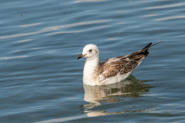 Detailed portrait of  Juvenile Yellow-legged gull (larus michahellis)