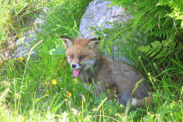 little fox in the meadows