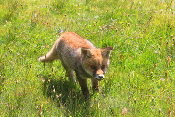 little fox walking in mountain