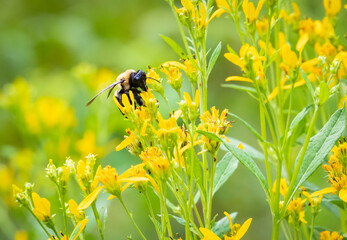Carpenter Bee pollinating yellow flowers in Acworth Georgia Park.